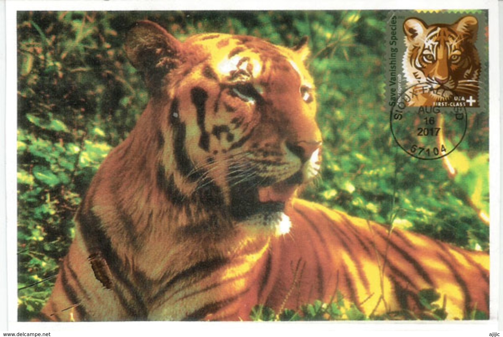 Amur Tiger (Tigre De Sibérie) Save Vanishing Species. WWF  Carte-maximum Etats-Unis - Maximumkarten