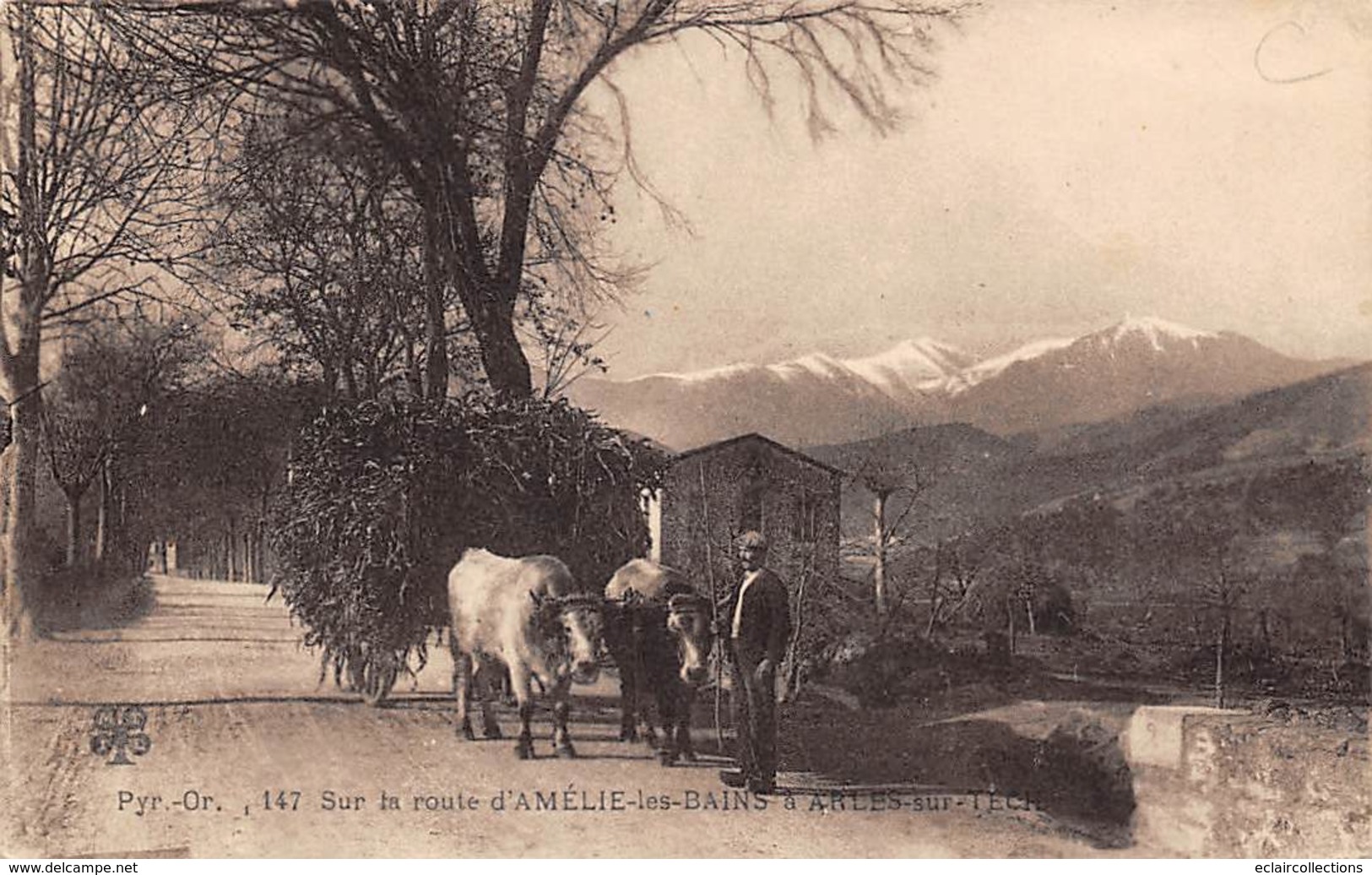 Amélie Les Bains         66          Sur La Route Un Paysan Et Son Attelage Bovin     (voir Scan) - Autres & Non Classés