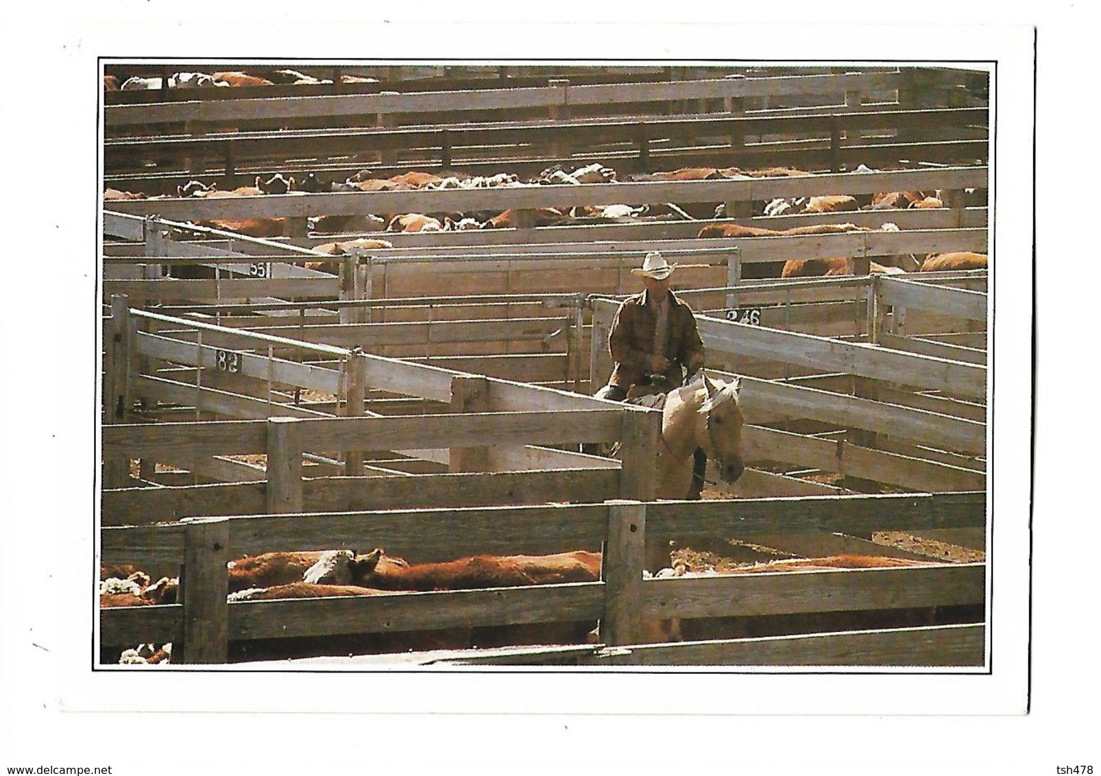 ETATS-UNIS----TEXAS---AMARILLO--cattle In The Corral---voir 2 Scans - Amarillo