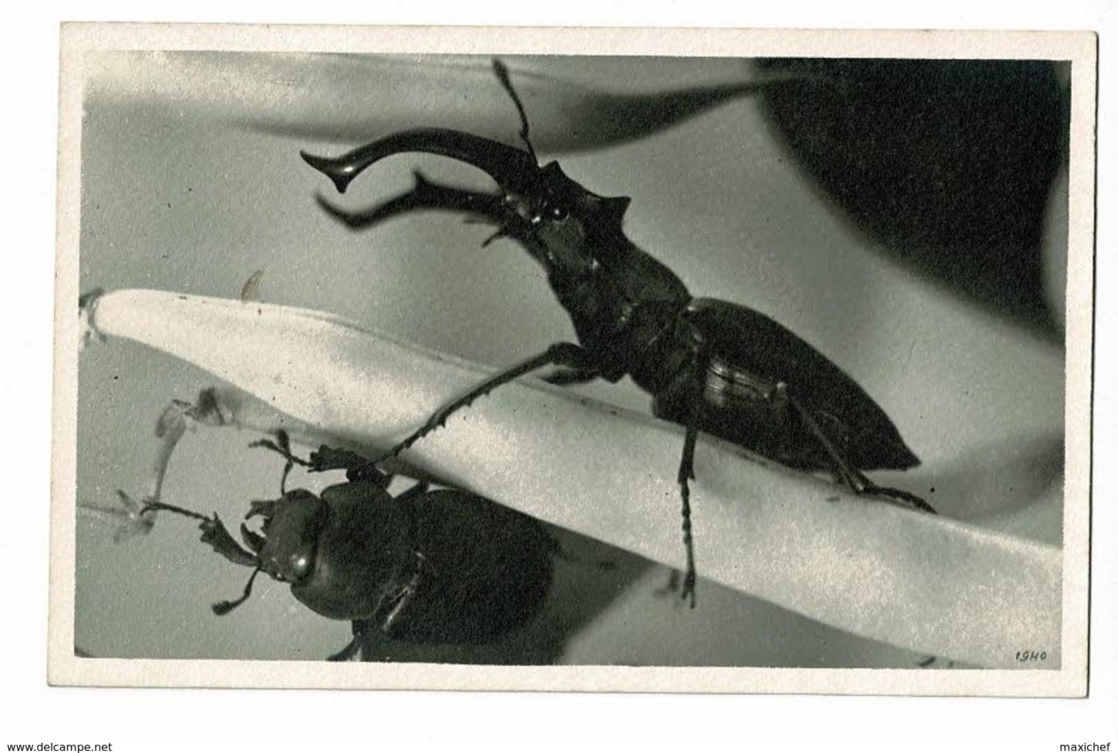 Carton Photo, Format Carte Postale - Lucane (mâle & Femelle) Pas Circulé - Insectos