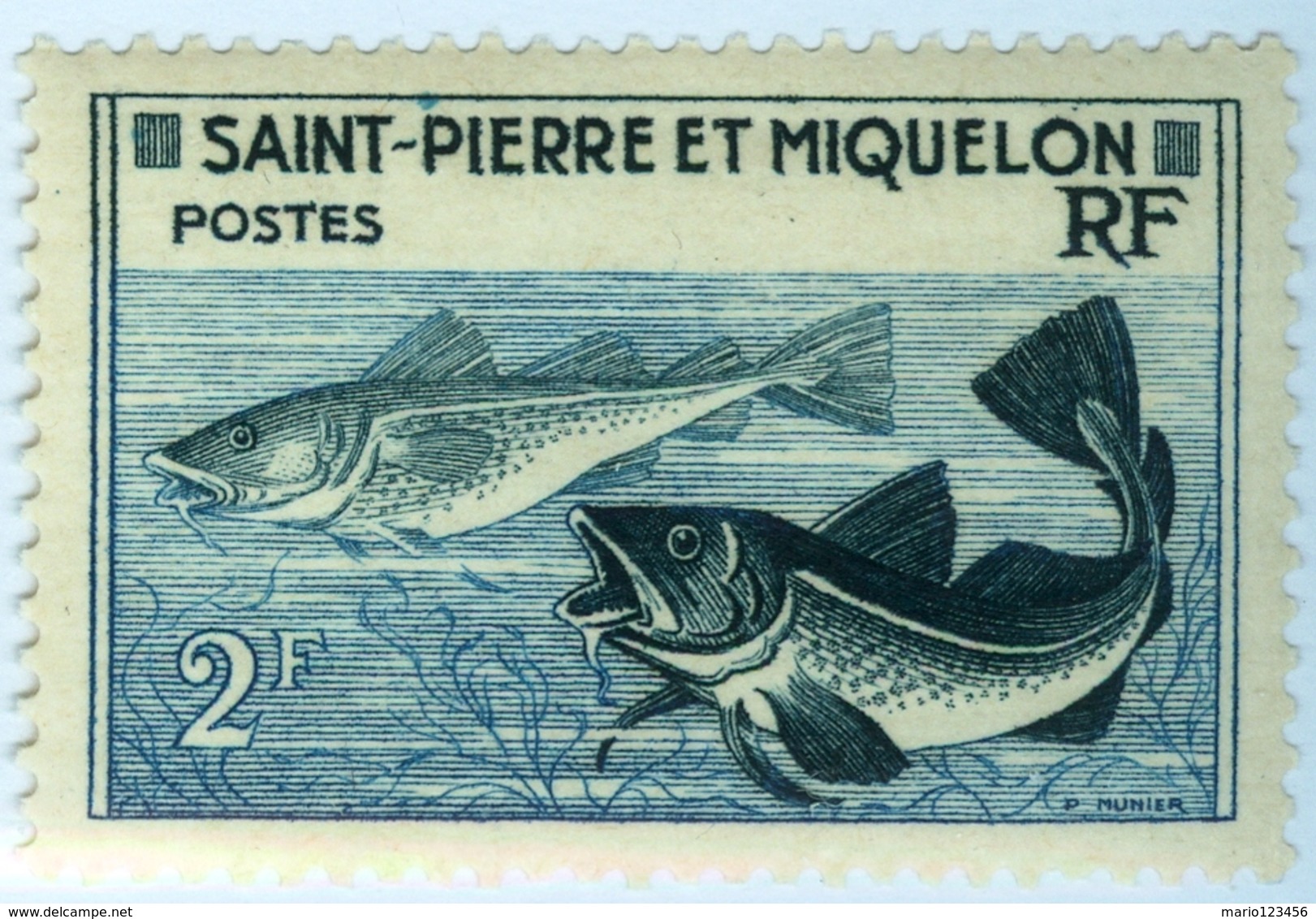 SAINT PIERRE MIQUELON, COLONIA FRANCESE, FAUNA, PESCI, 1957, 2 F.,  NUOVO (MNH**)  Mi:PM 383, Yt:PM 355, Scott 353 - Nuovi