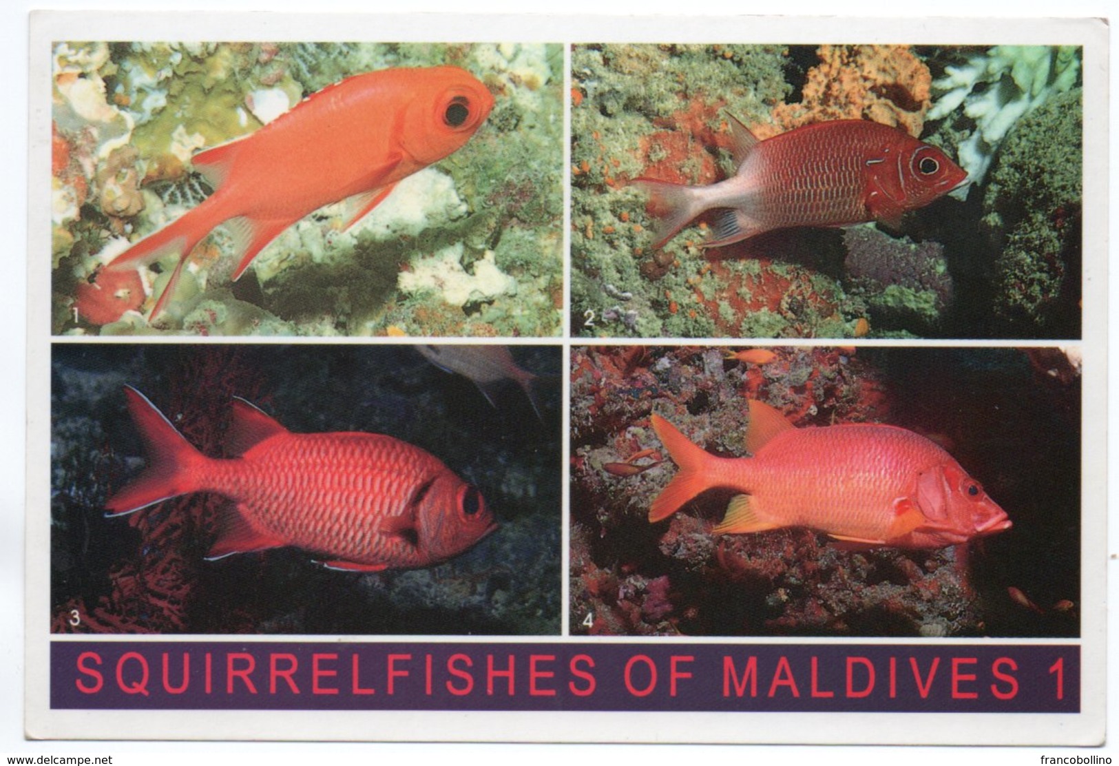 MALDIVES - SQIRRELFISHES (PHOTO MUSTAQ) / THEMATIC STAMP-BIRD - Maldive