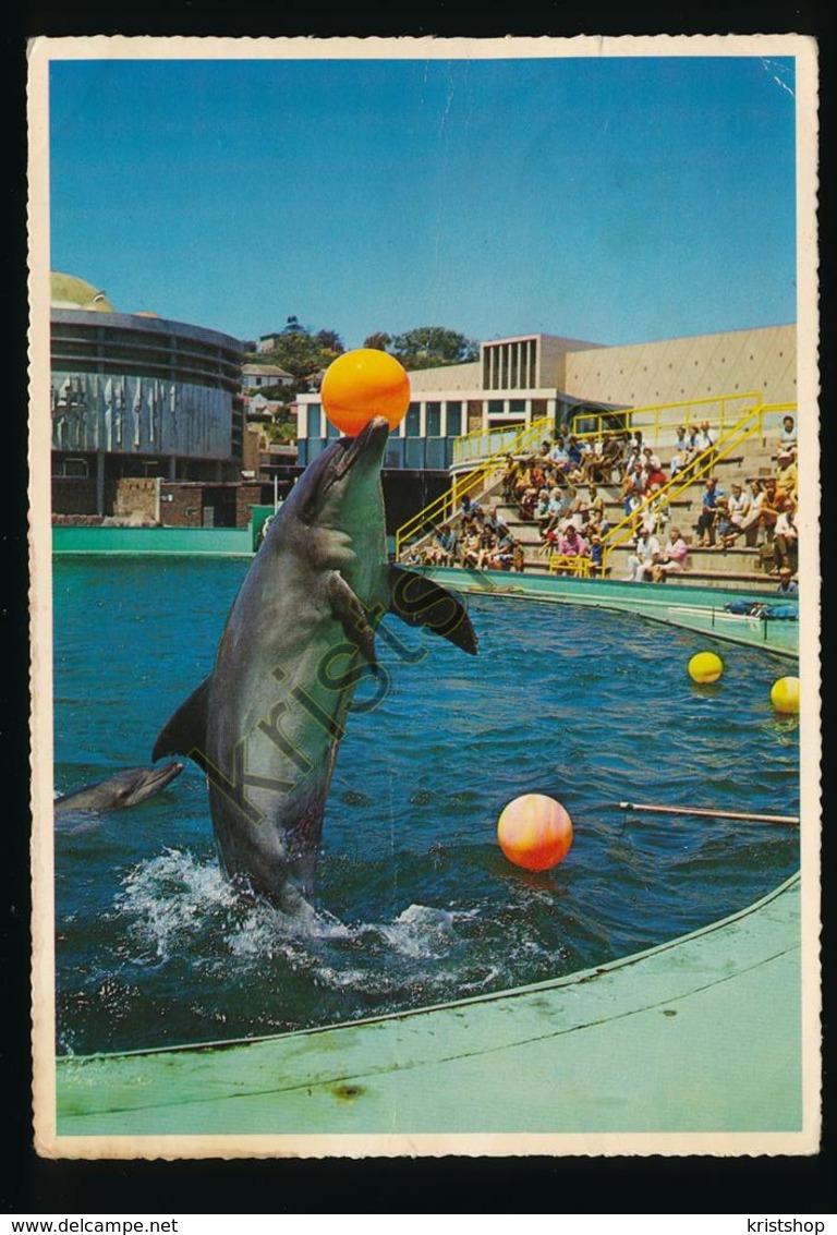 South Africa - Port Elizabeth - Dolphin - Oceanarium [AA29-1.931 - South Africa