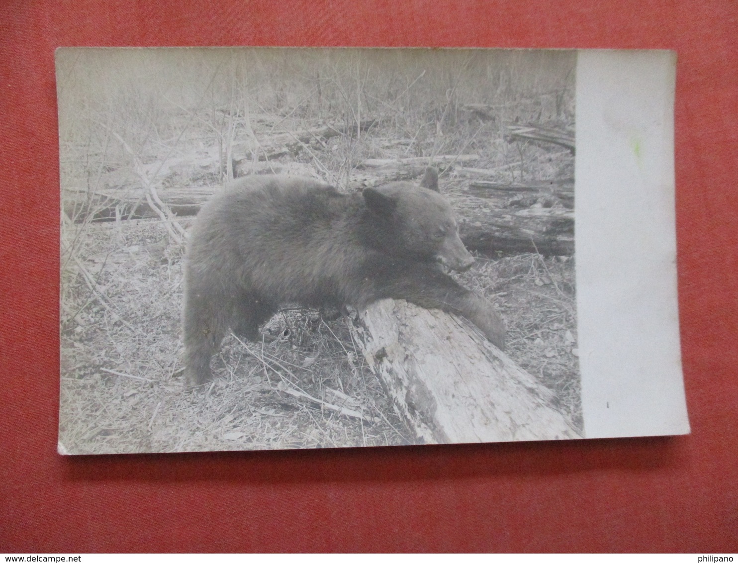 RPPC  Bear  Ref  3856 - Bears
