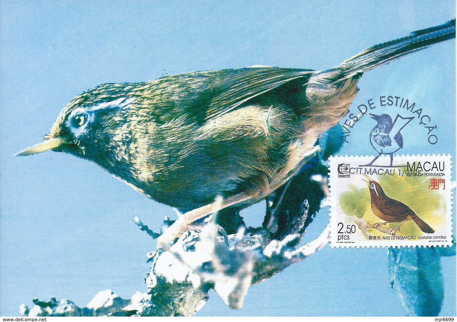 MACAU 1995 BIRDS MAXIMUM CARD - GARRULAX CANORUS - Cartes-maximum