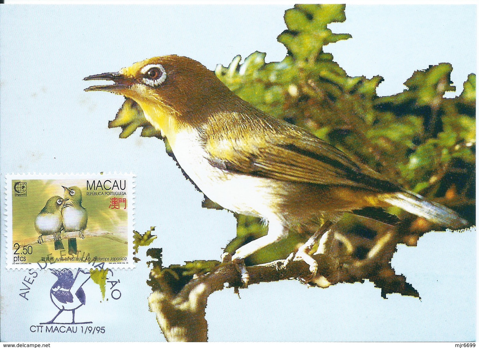 MACAU 1995 BIRDS MAXIMUM CARD - ZOSTEROPS JAPONICA - Maximumkarten