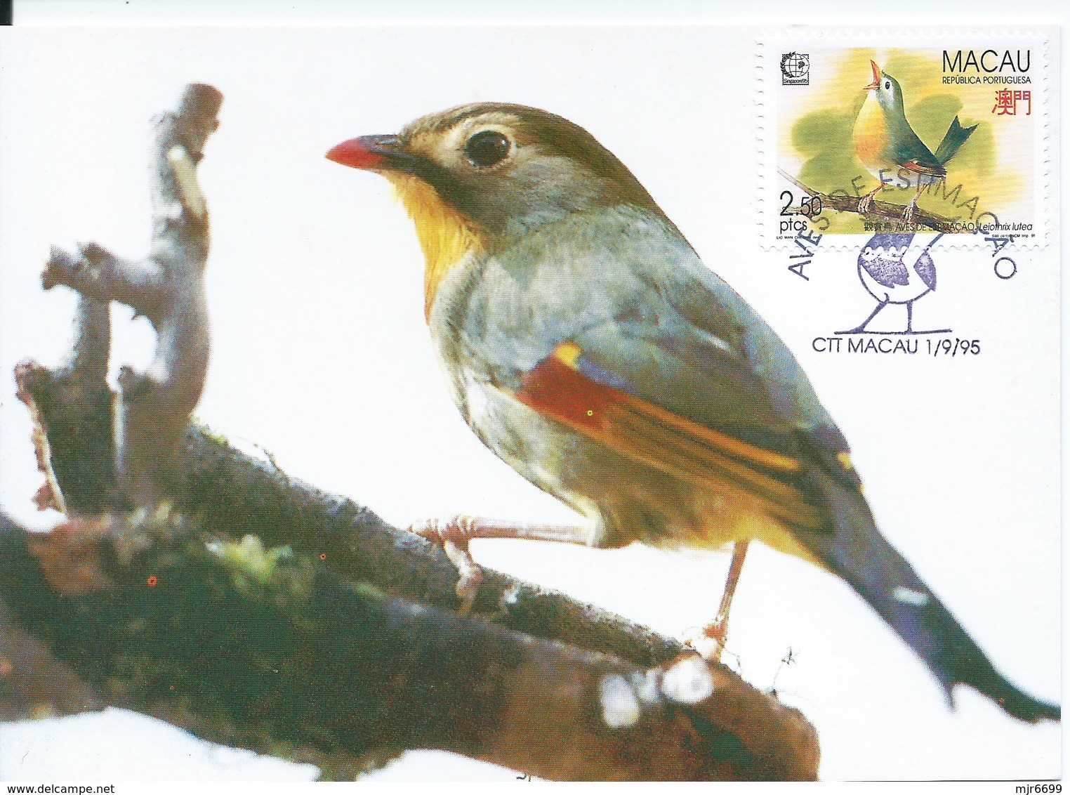 MACAU 1995 BIRDS MAXIMUM CARD - LEIOTHRIX LUTEA - Maximumkaarten