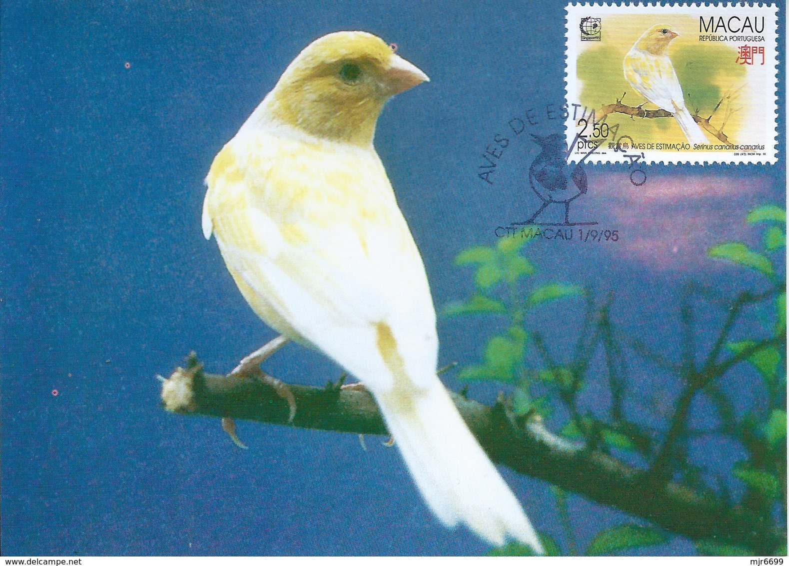 MACAU 1995 BIRDS MAXIMUM CARD - SERINUS CANARIA - Tarjetas – Máxima