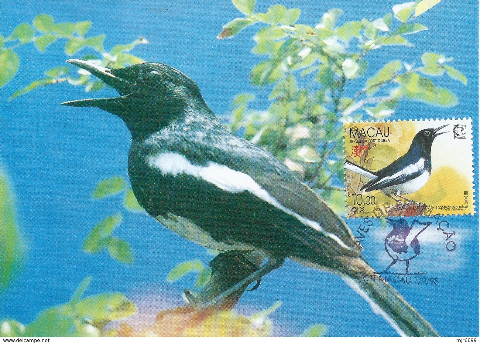 MACAU 1995 BIRDS MAXIMUM CARD - COPSYCHUS SAULARIS - Maximumkarten