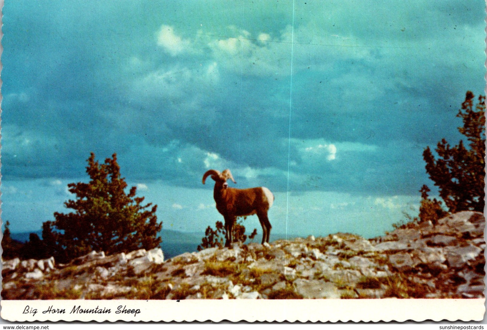 New Mexico Sandia Mountains Big Horn Mountain Sheep - Albuquerque