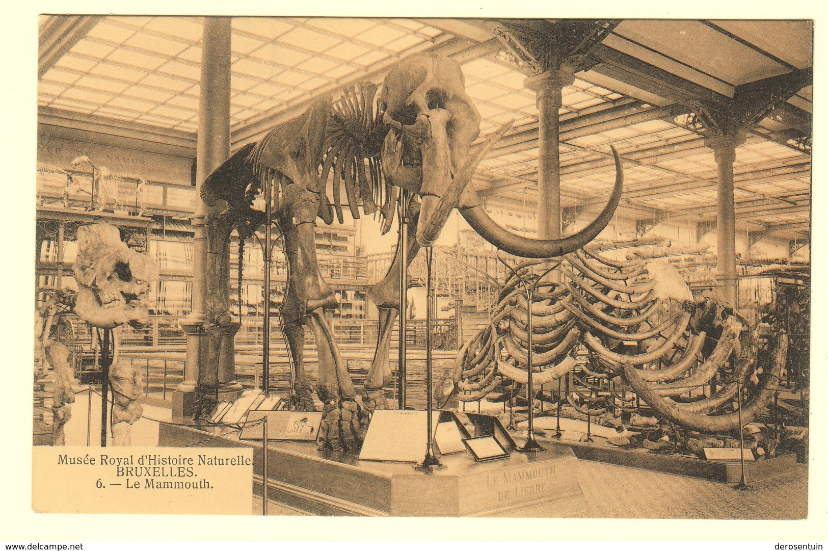 A1592	[Postkaart] Musée Royal D’Histoire Naturelle Bruxelles Le Mammouth [mammoet Skelet Museum Voor Natuurwetenschappen - Musées