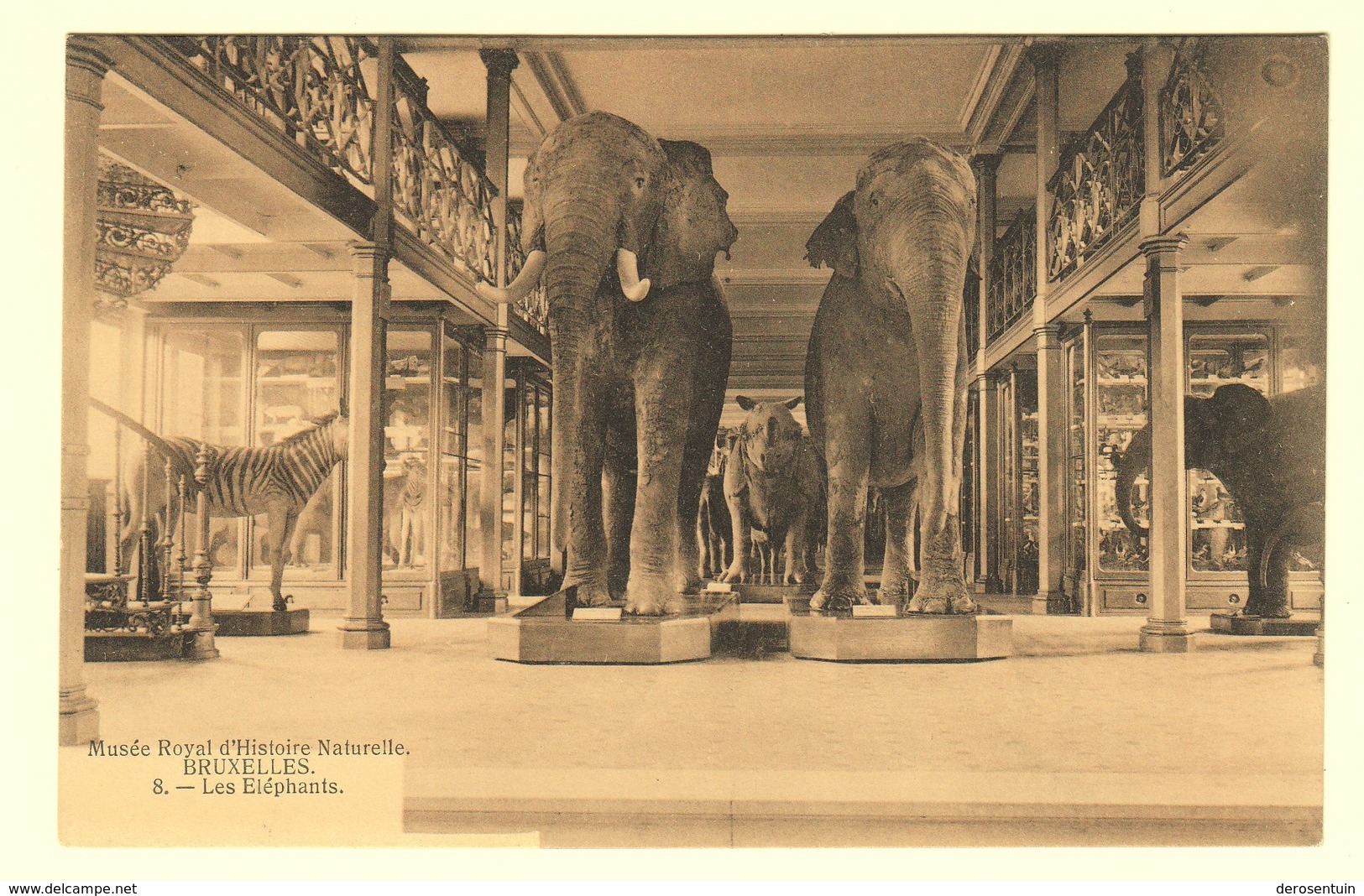 A1594	[Postkaart] Musée Royal D’Histoire Naturelle Bruxelles / Les Eléphants. [olifanten Olifant éléphant Zebra Zèbre] - Museums