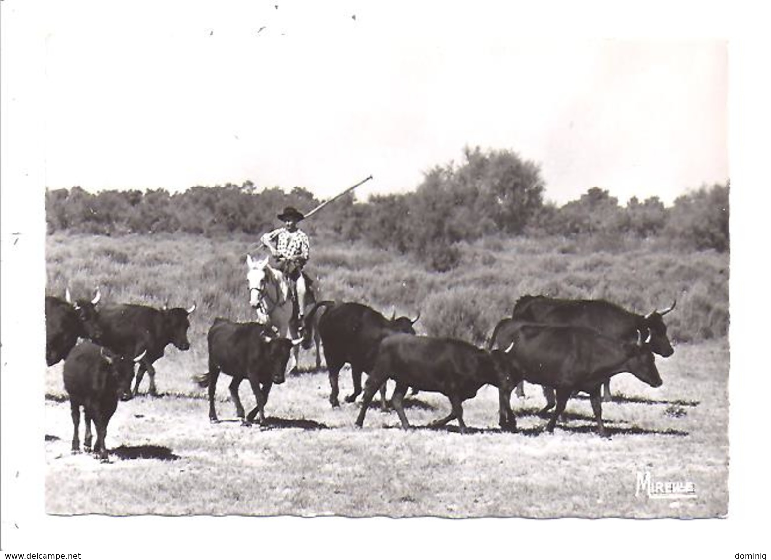 En Camargue Avec Les Gardians. Au Milieu Des Taureaux De Combat - Autres & Non Classés