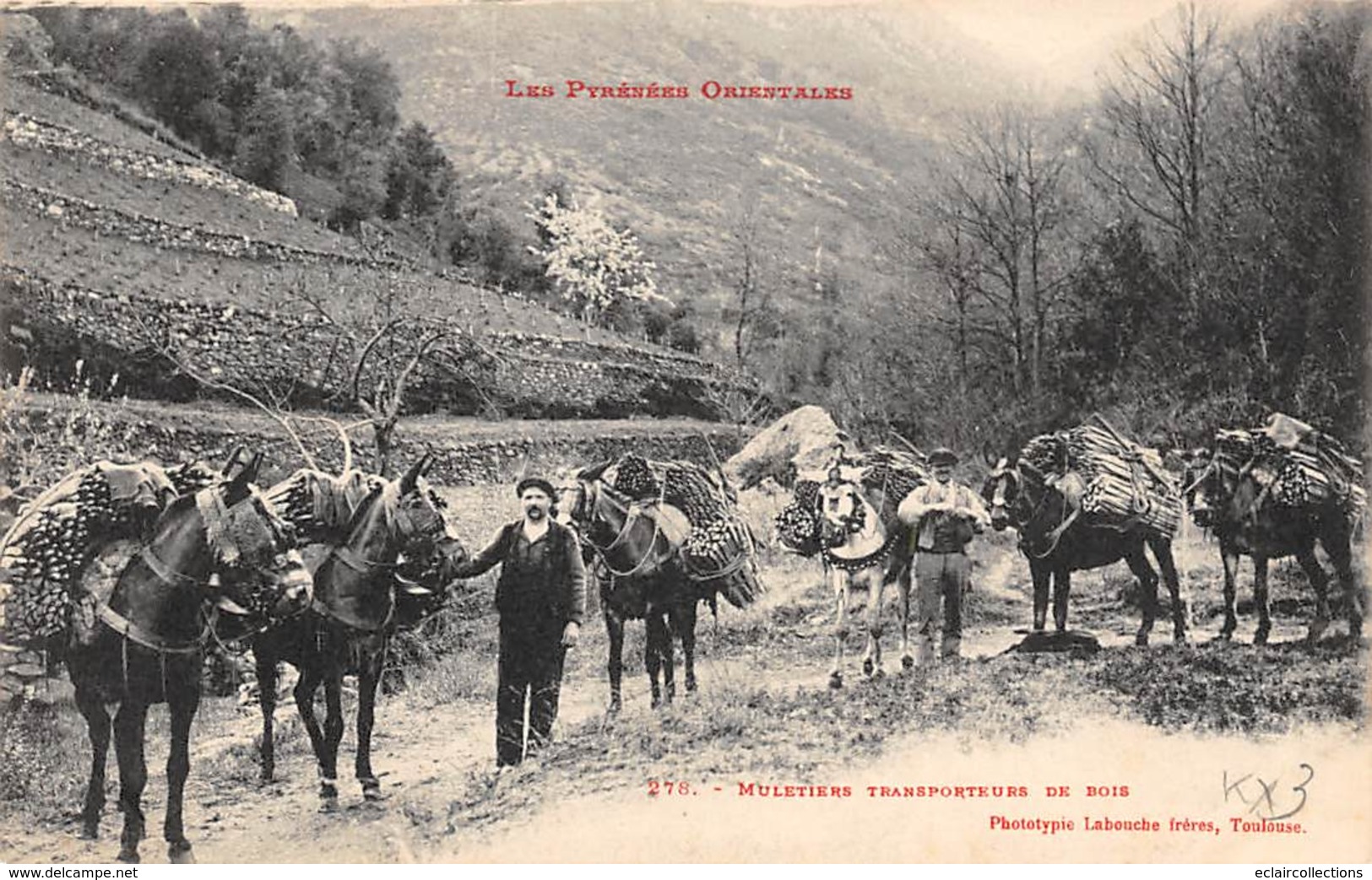 Non Classés.         66         Muletiers Transporteurs De Bois Et Leurs ânes     (voir Scan) - Andere & Zonder Classificatie