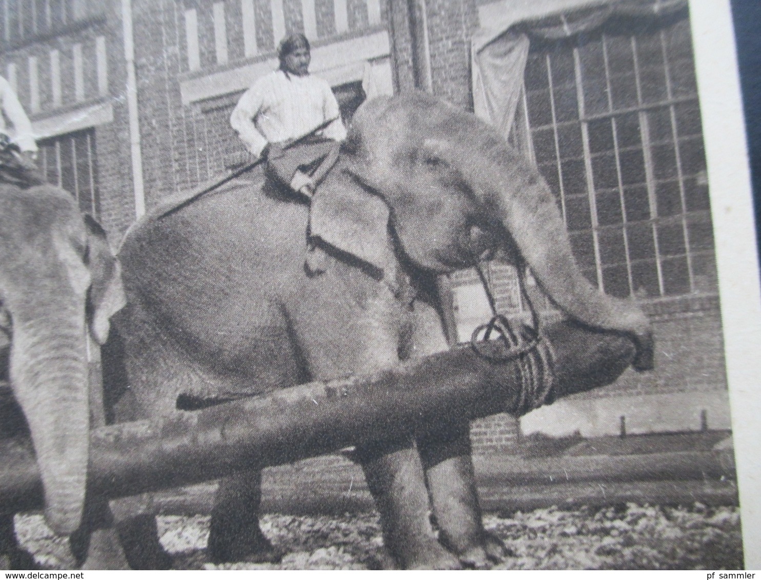 Alte AK Indische Arbeitselefanten Zur Erinnerung An Gross Raubtierschau Und Circus Willy Hagenbeck - Elefantes