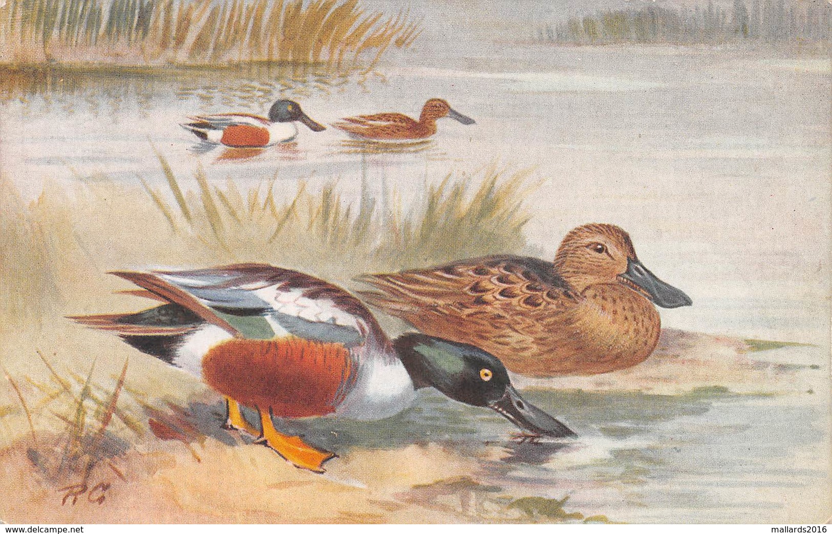 SHOVELLER DUCKS - ARTIST SIGNED "RG" ~ AN OLD POSTCARD #97501 - Oiseaux