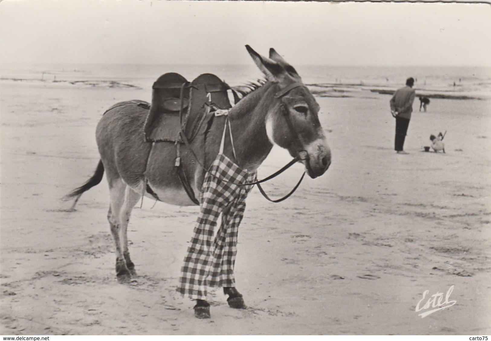 Animaux - Anes - Ane Harnachement - Pantalon Culotte - Donkey - Oblitération La Couarde Sur Mer 1958 - Donkeys