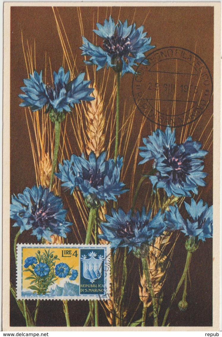 Saint Marin Carte Maximum Fleurs 1953 Bleuets 377 - Lettres & Documents