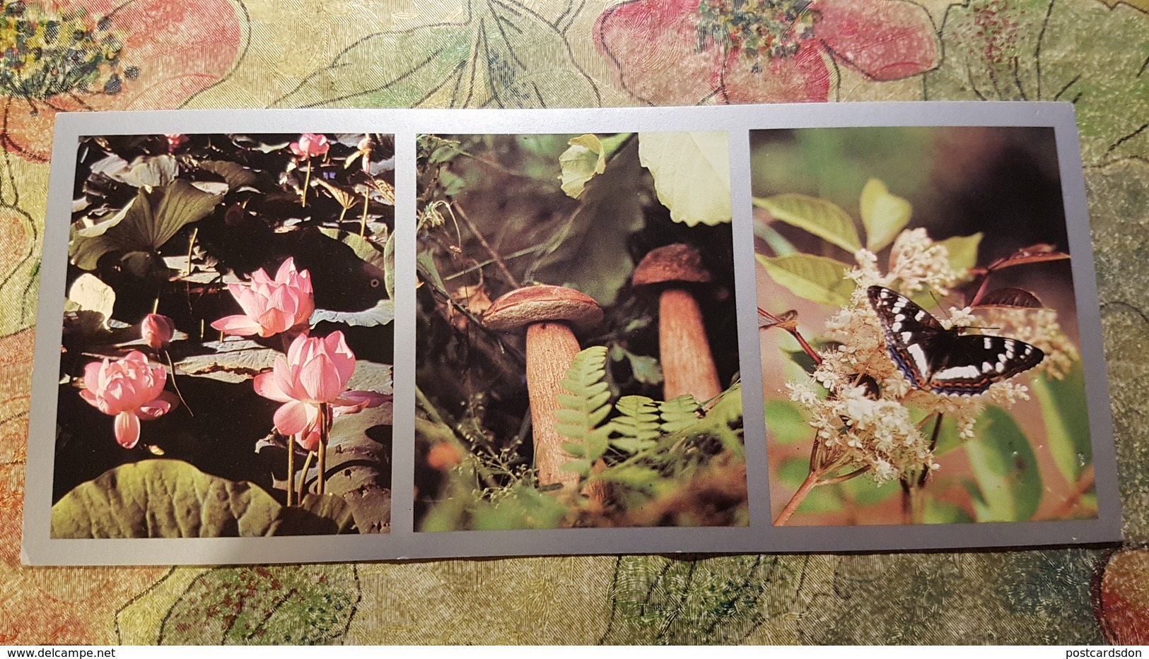 PRIMORIE  -  Mushroom -  - Champignon -  Old Postcard - 1976 - Champignons