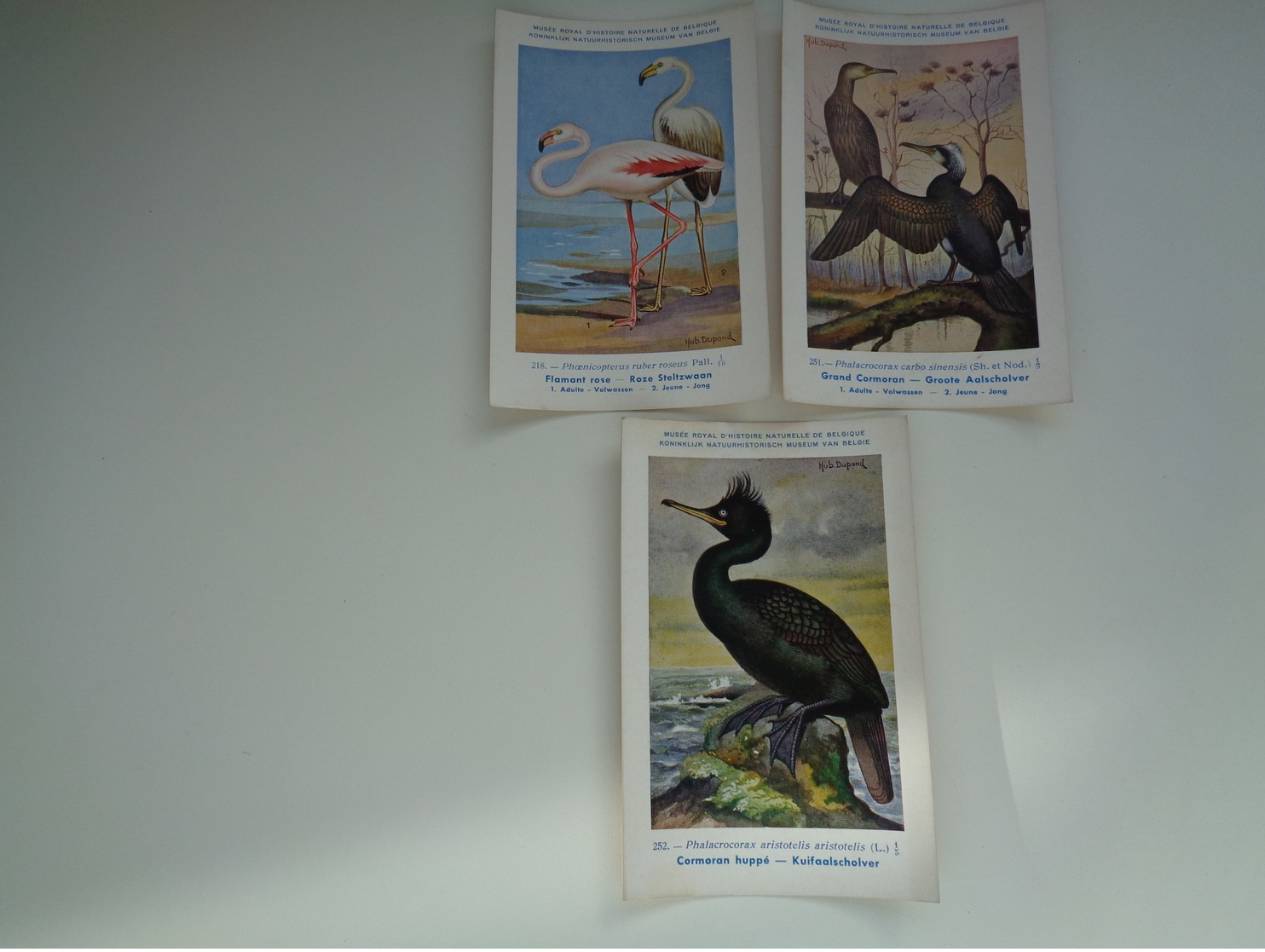 Beau Lot De 9 Cartes Postales Oiseaux  Oiseau  Illustrateur H.Dupond     Mooi Lot Van 9 Postkaarten Van Vogels  Vogel - 5 - 99 Postkaarten