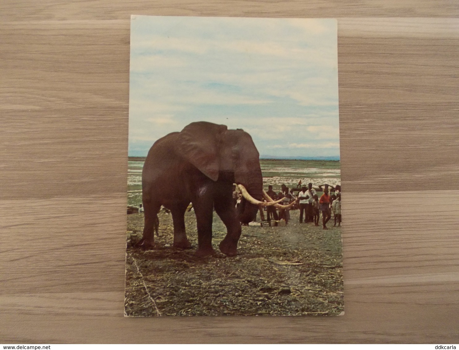 Congo - Kivu - Parc National Albert - Elephant - Autres & Non Classés