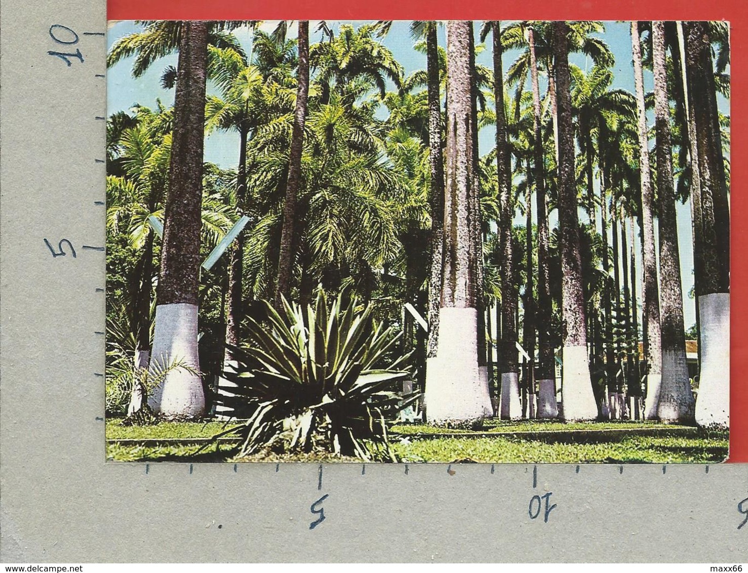 CARTOLINA VG COSTA RICA - LIMON - Hermosa Vegetacion De Parque Vargas - 10 X 15 - 1987 - Costa Rica
