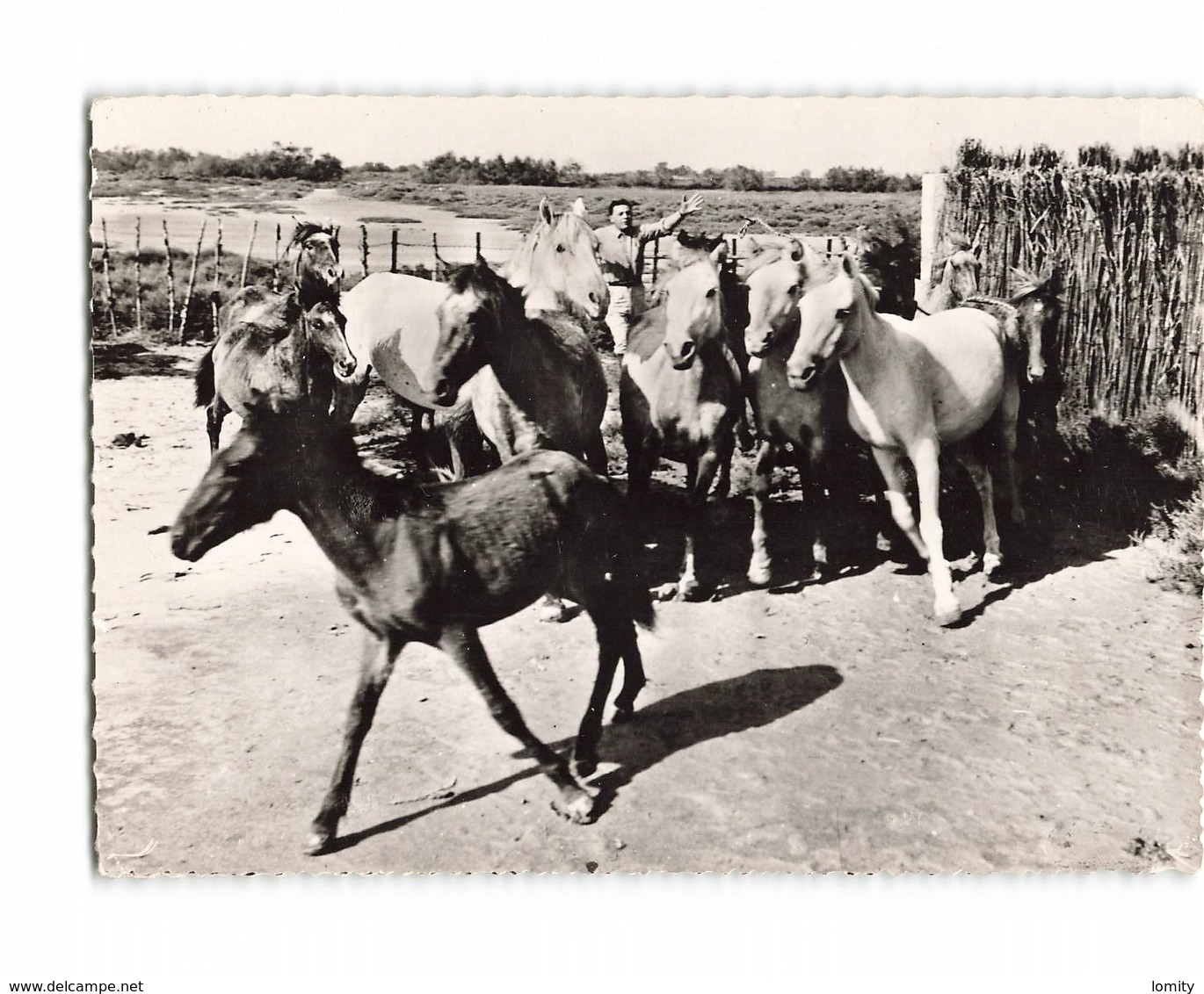 En Camargue élevage De Poulains Cheval Chevaux Poulain CPSM GF - Autres & Non Classés