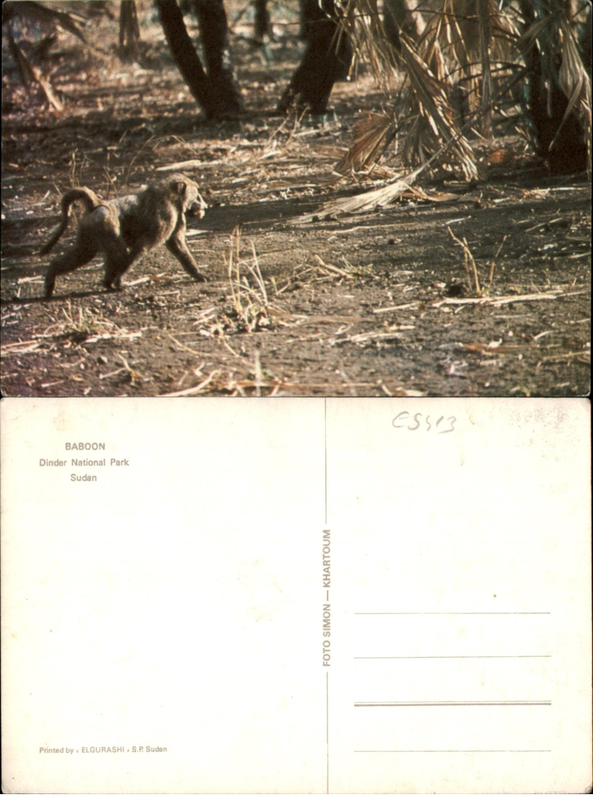 BABOON-DINDER NATIONAL PARK,SUDAN POSTCARD - Soudan