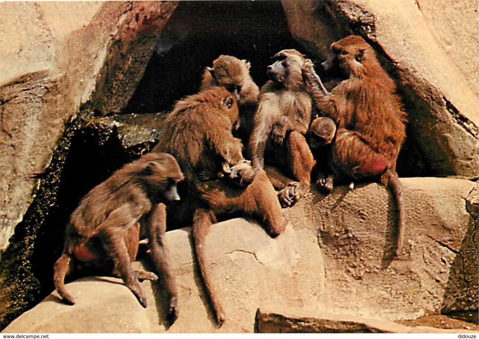 Animaux - Singes - Muséum National D'Histoire Naturelle - Parc Zoologique De Paris - Babouin De Guinée - Carte Neuve - V - Monkeys