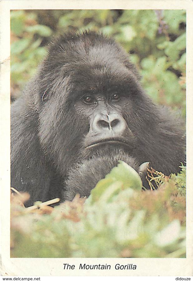 Animaux - Singes - Rwanda - The Mountain Gorilla - Gorille - Carte WWF - Voir Scans Recto-Verso - Affen