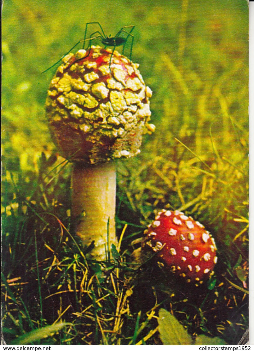 84613- MUSHROOMS - Pilze