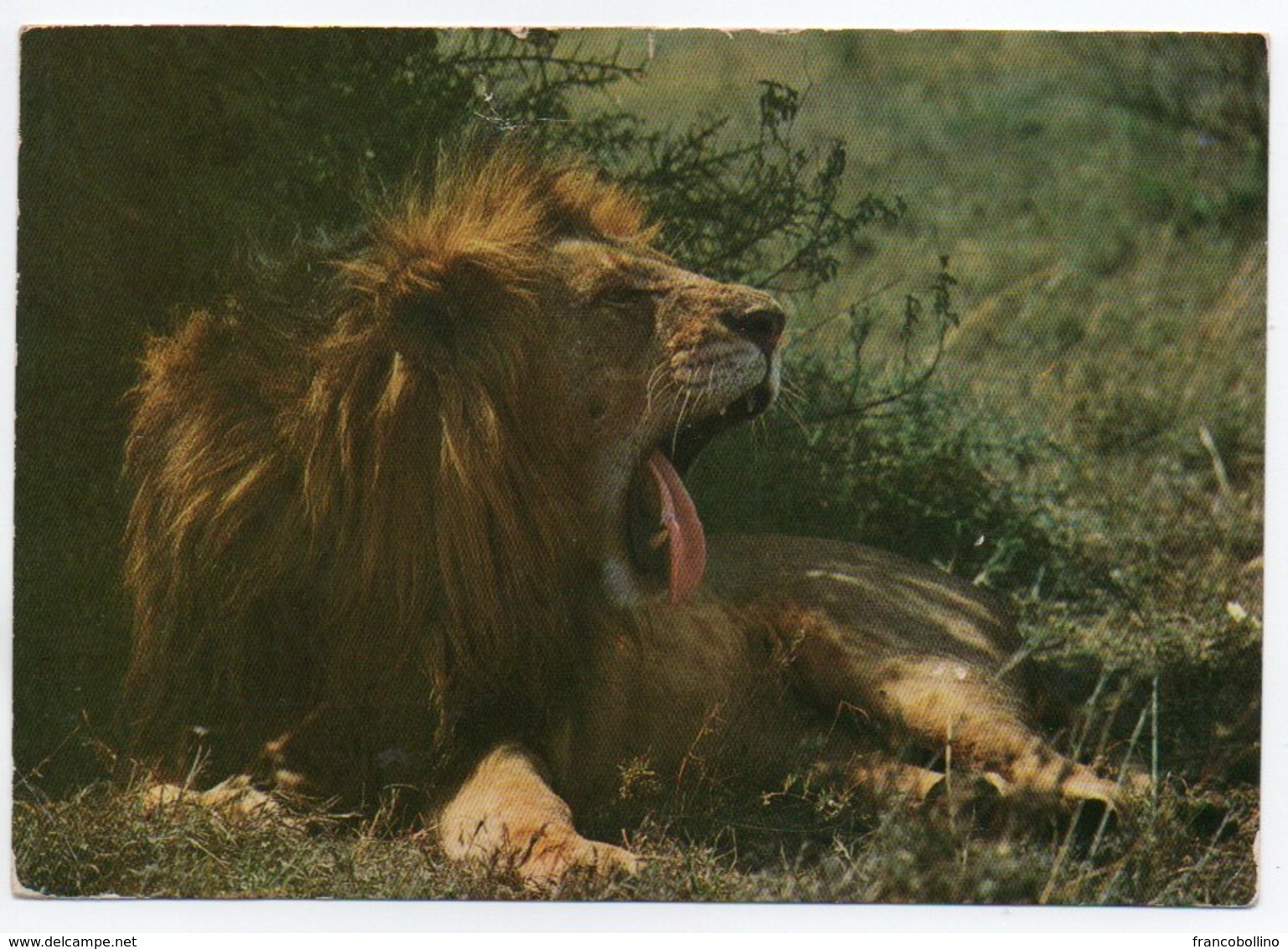 SOMALIA - LEONE/LIBAAX / THEMATIC STAMP-PROTECTED ANIMALS / GIRAFFA / MERCA CANCEL 1981 - Somalia