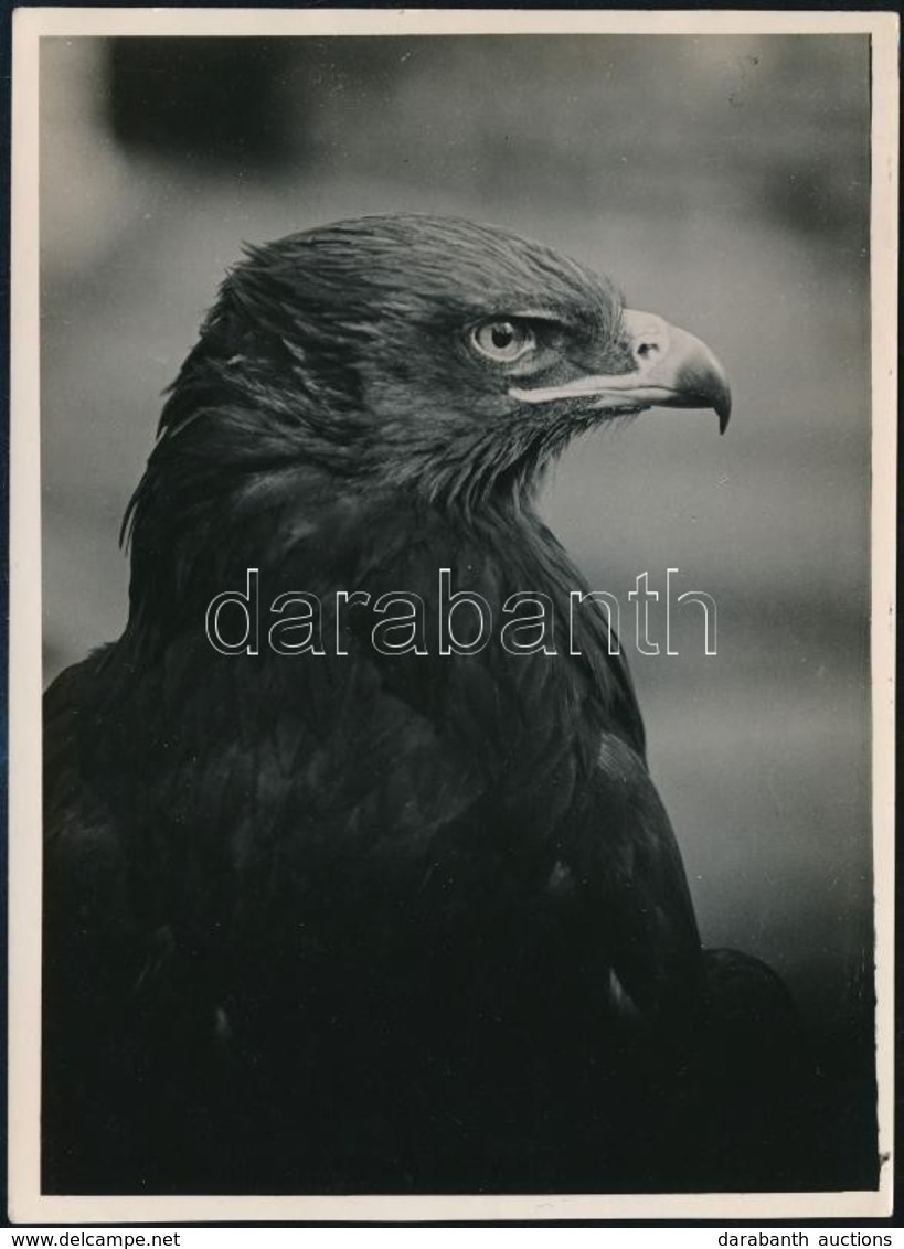 Cca 1935 Kinszki Imre (1901-1945) Budapesti Fotóművész Pecséttel Jelzett, Vintage Fotóművészeti Alkotása (The Eagle), 17 - Otros & Sin Clasificación