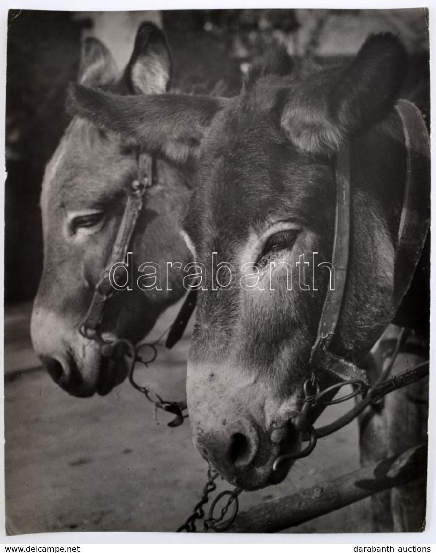 Szőllősy Kálmán (1887-1976): Sad Donkeys, Pecséttel Jelzett, Feliratozott Fotó, Sarkain Kis Törésnyomok, 38×30 Cm - Otros & Sin Clasificación