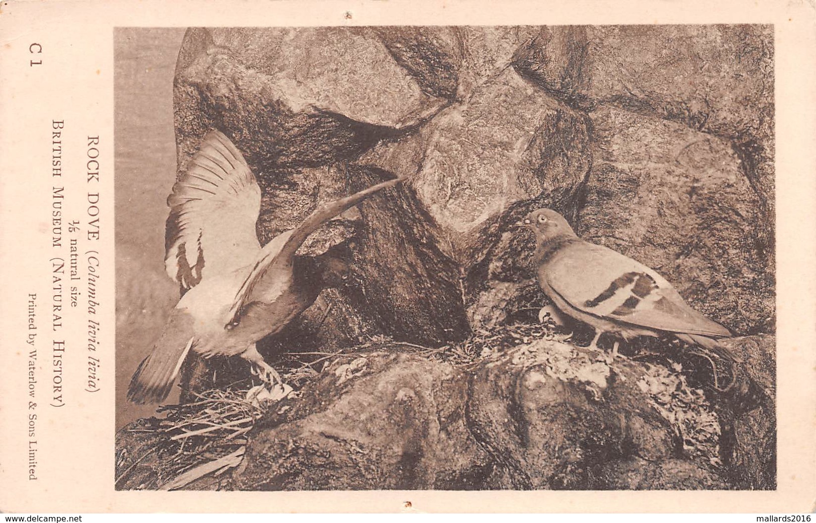 ROCK DOVE (COLUMBA LIVIA LIVIA) ~ AN OLD BRITISH MUSEUM NATURAL HISTORY POSTCARD  #9L24 - Oiseaux