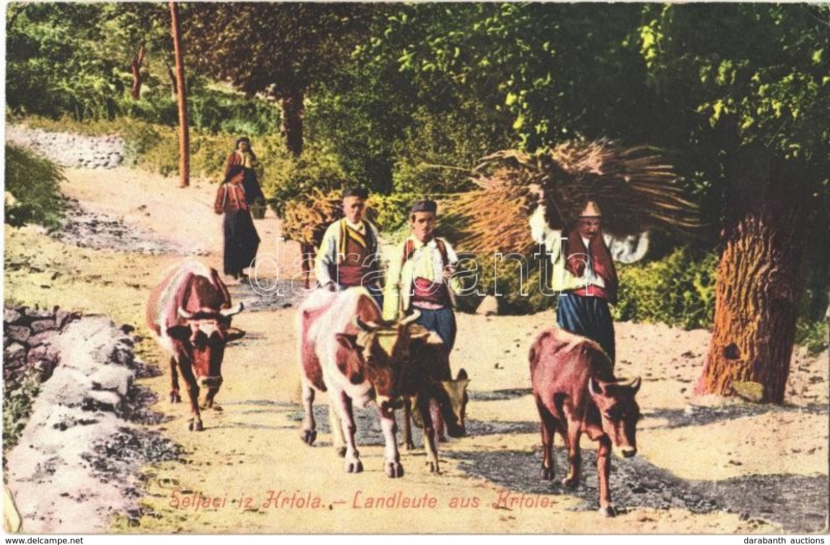 T2/T3 1912 Seljaci Iz Krtola / Landleute Aus Krtole / Montenegrin Folklore, Peasants From Krtole, Cattle (EK) - Sin Clasificación