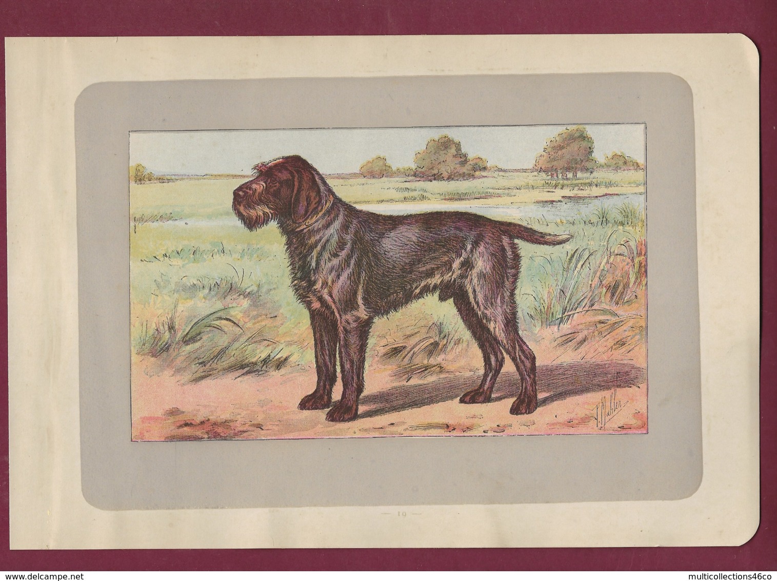 300120B - PHOTOGRAVURE EN COULEURS 1907 De MAHLER Peintre Animalier - Chasse Chien - GRIFFON D'ARRET A POIL DUR - Litografia