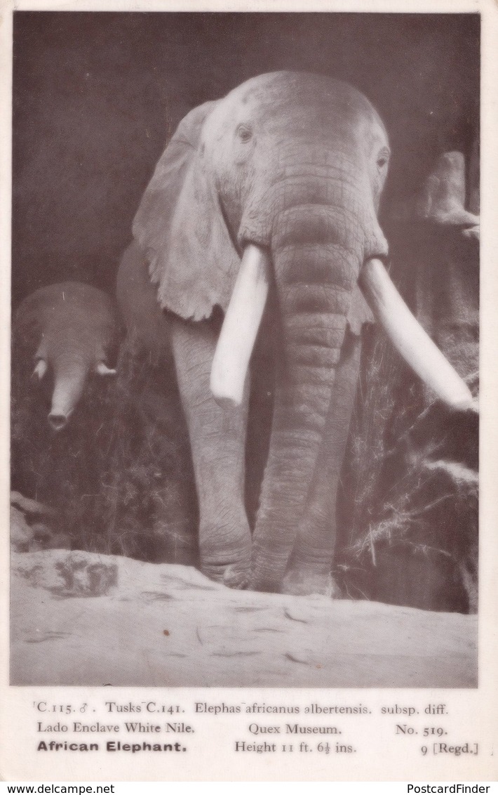 African Elephant White Nile Lado Enclave Quex Museum Old Postcard - Elefantes