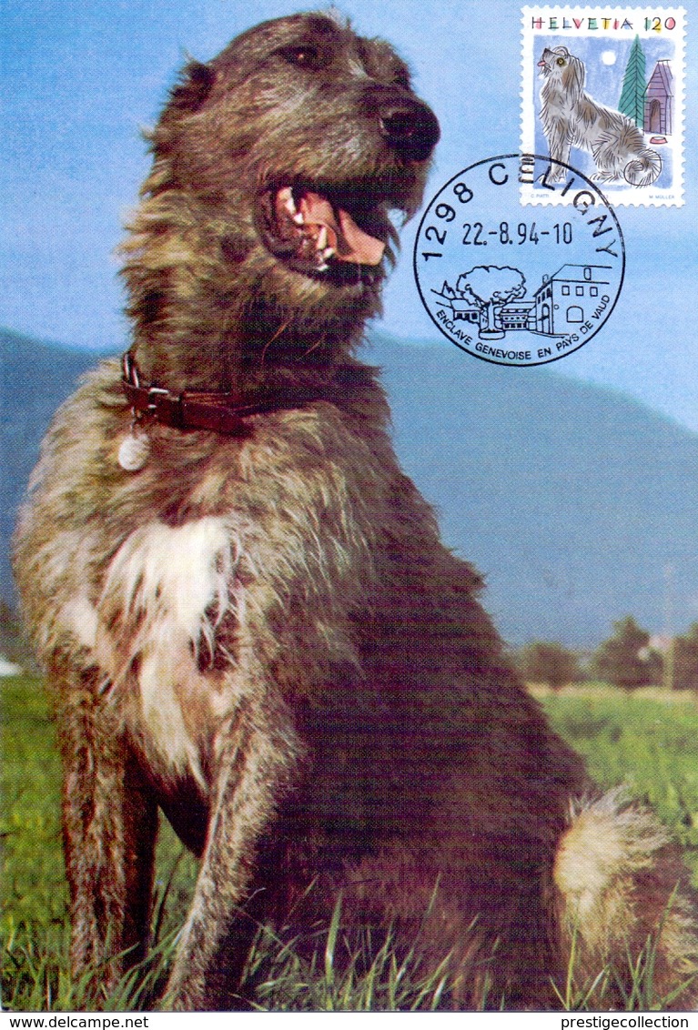 HELVETIA CELIGNY IRISH WOLFHOUND   MAXIMUM   POST CARD  (GENN201471) - Cani