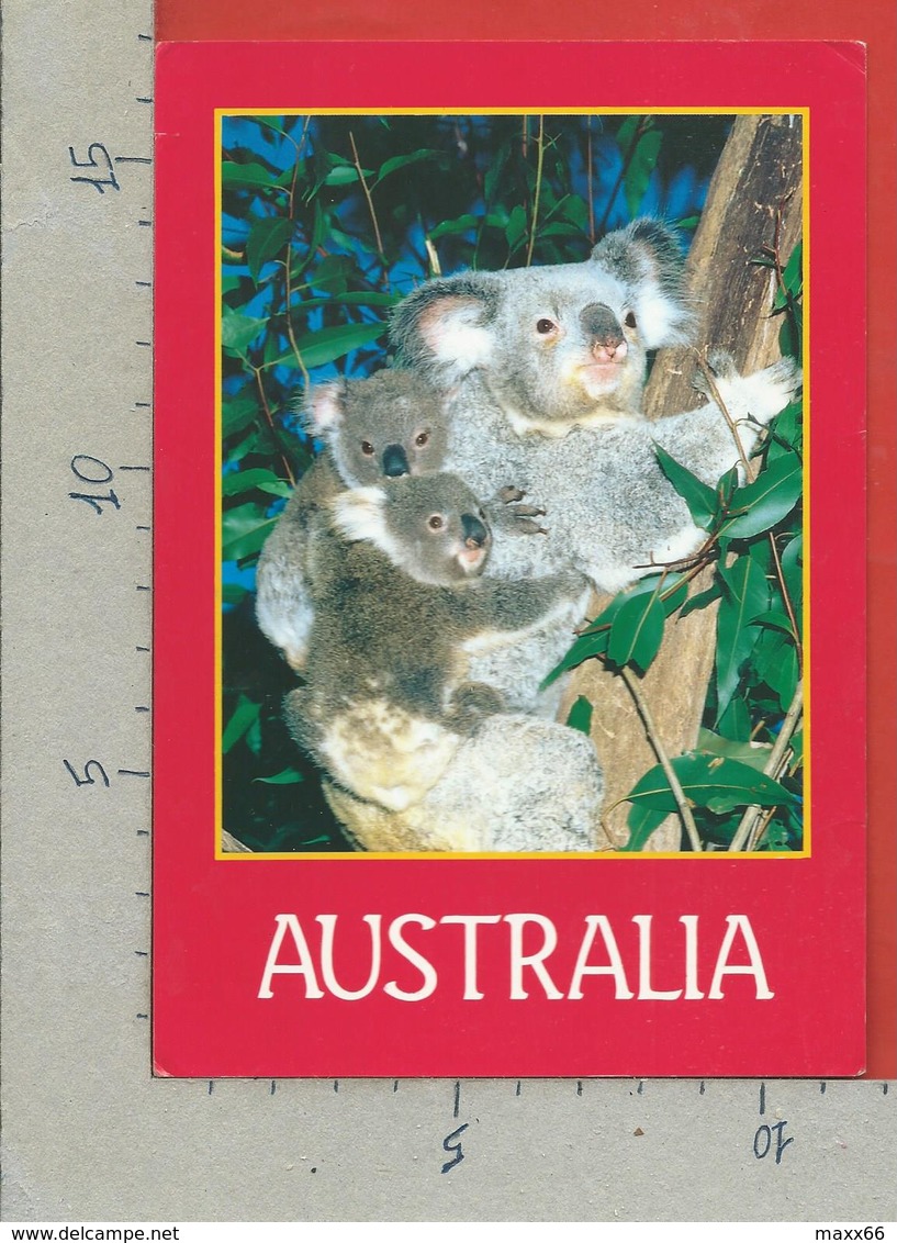 CARTOLINA VG AUSTRALIA - Koala - 12 X 17 - 1990 - Altri & Non Classificati