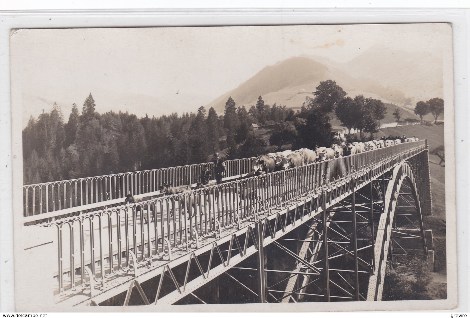 Charmey, Troupeau De Vaches Et Chèvres Sur Le Pont Du Javroz. Gros Plan. Kühe, Ziegen / Cows, Goats - Charmey