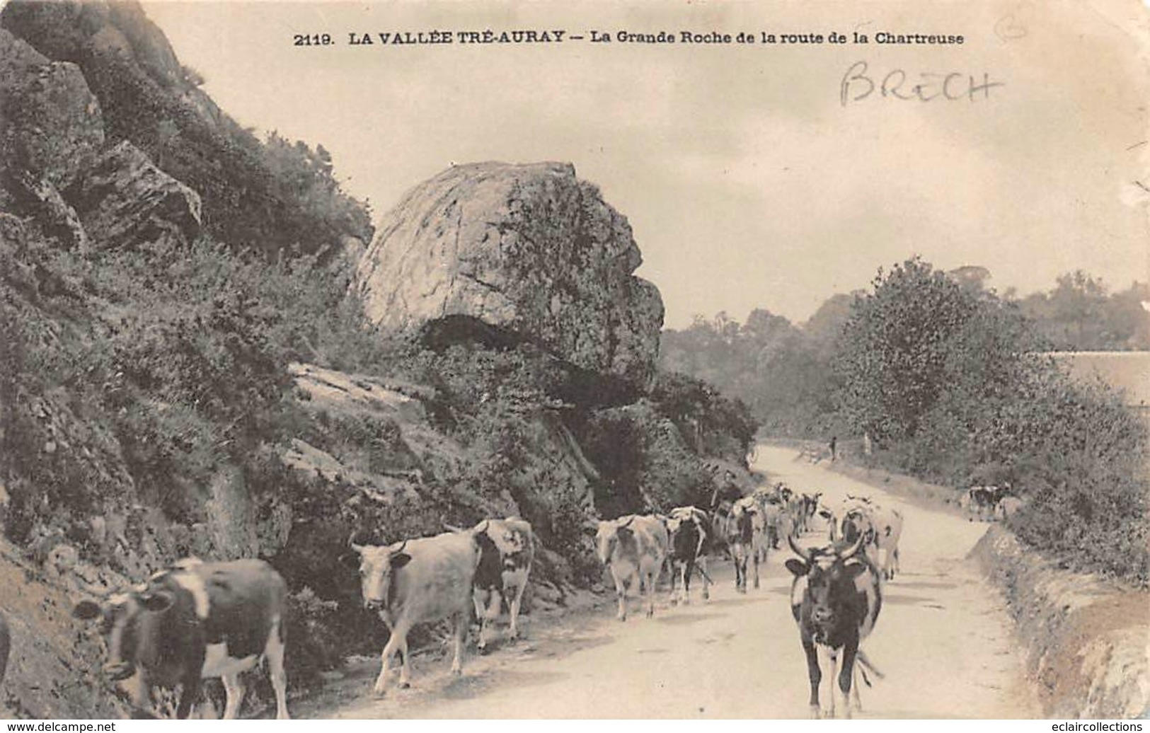 Brech        56       Troupeau De Vaches Route De La Chartreuse              (voir Scan) - Autres & Non Classés