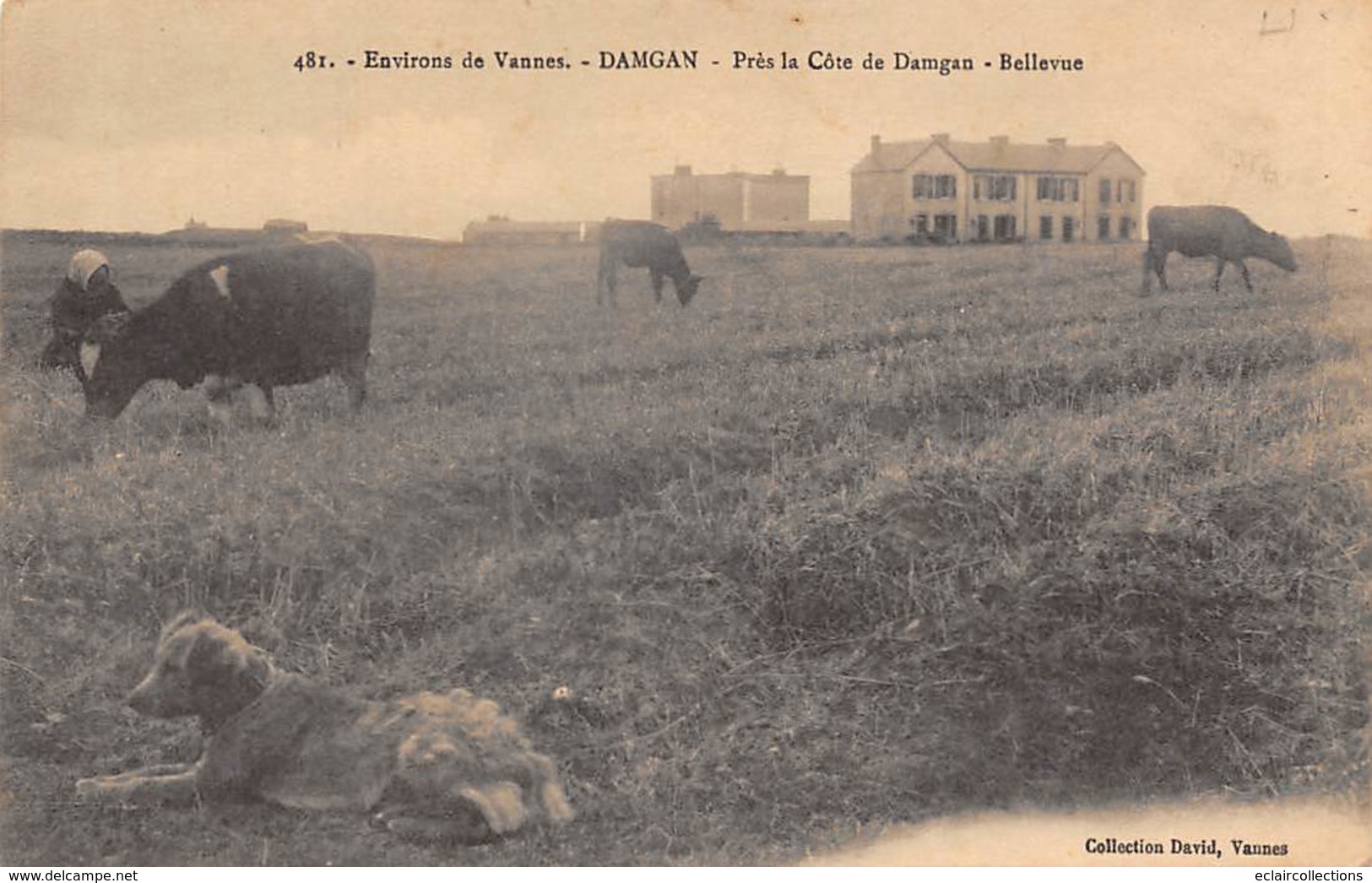 Damgan           56          Près De La Côte. Bellevue .Vaches Au Pâturage      (voir Scan) - Damgan