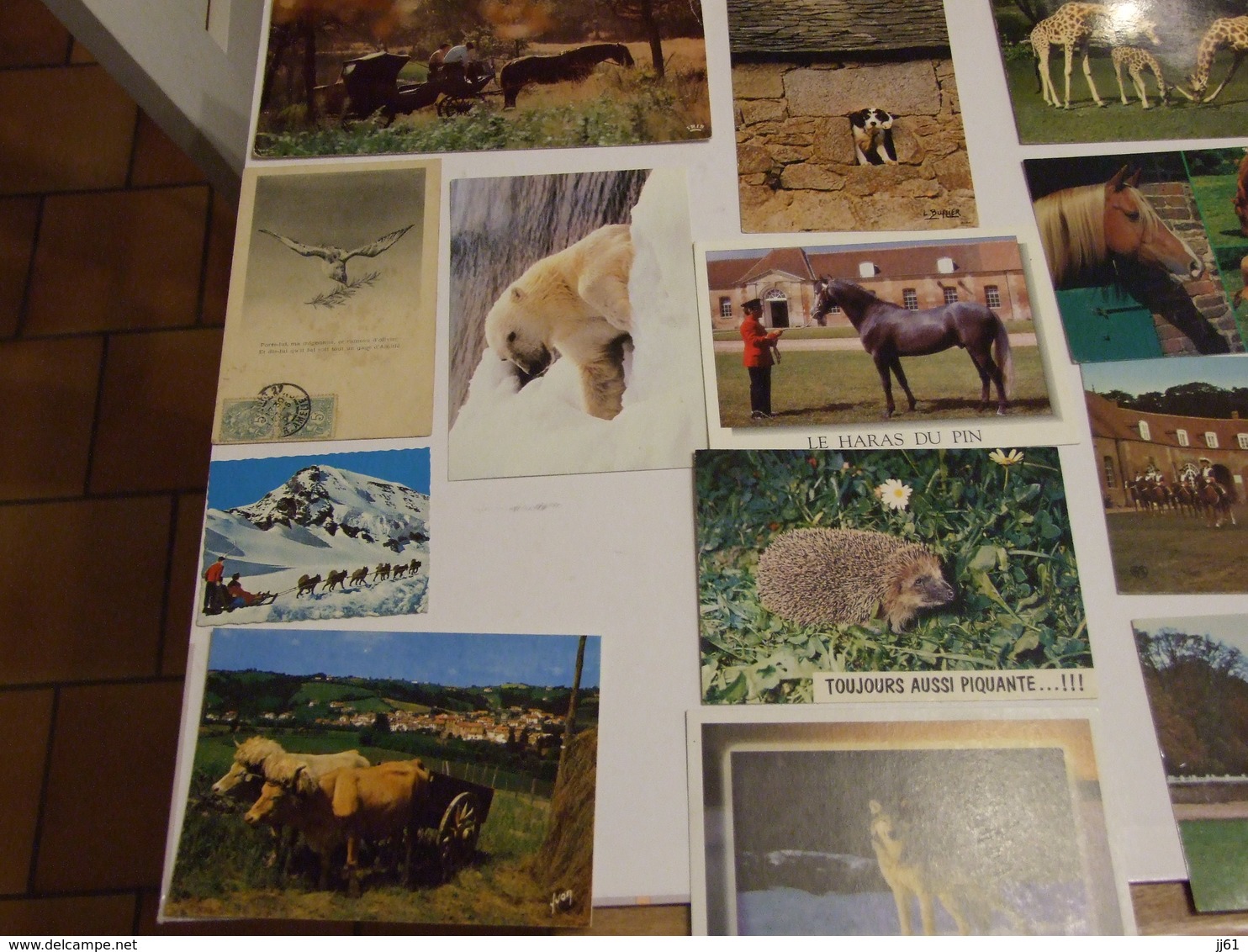 LOT D UNE COLLECTION DE 243 CARTES POSTALES ANCIENNES ET SEMI MODERNES THEMES ANIMAUX CHEVEAUX OISEAUX CHATS CHIENS