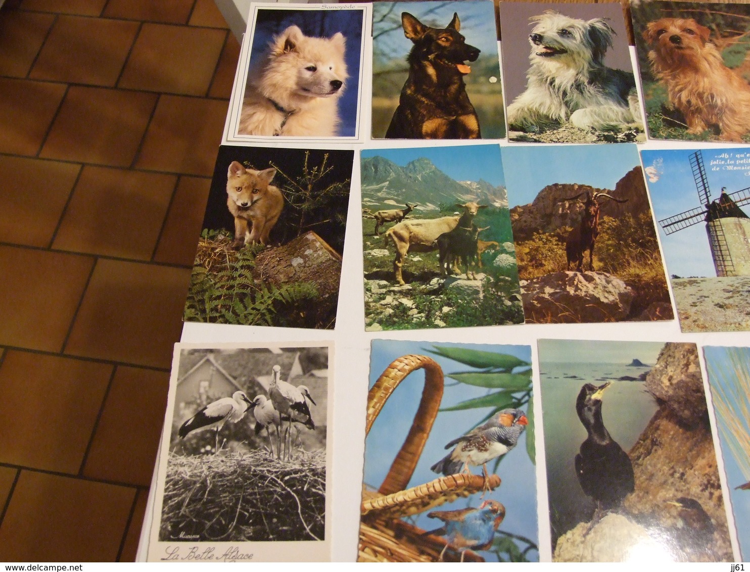 LOT D UNE COLLECTION DE 243 CARTES POSTALES ANCIENNES ET SEMI MODERNES THEMES ANIMAUX CHEVEAUX OISEAUX CHATS CHIENS