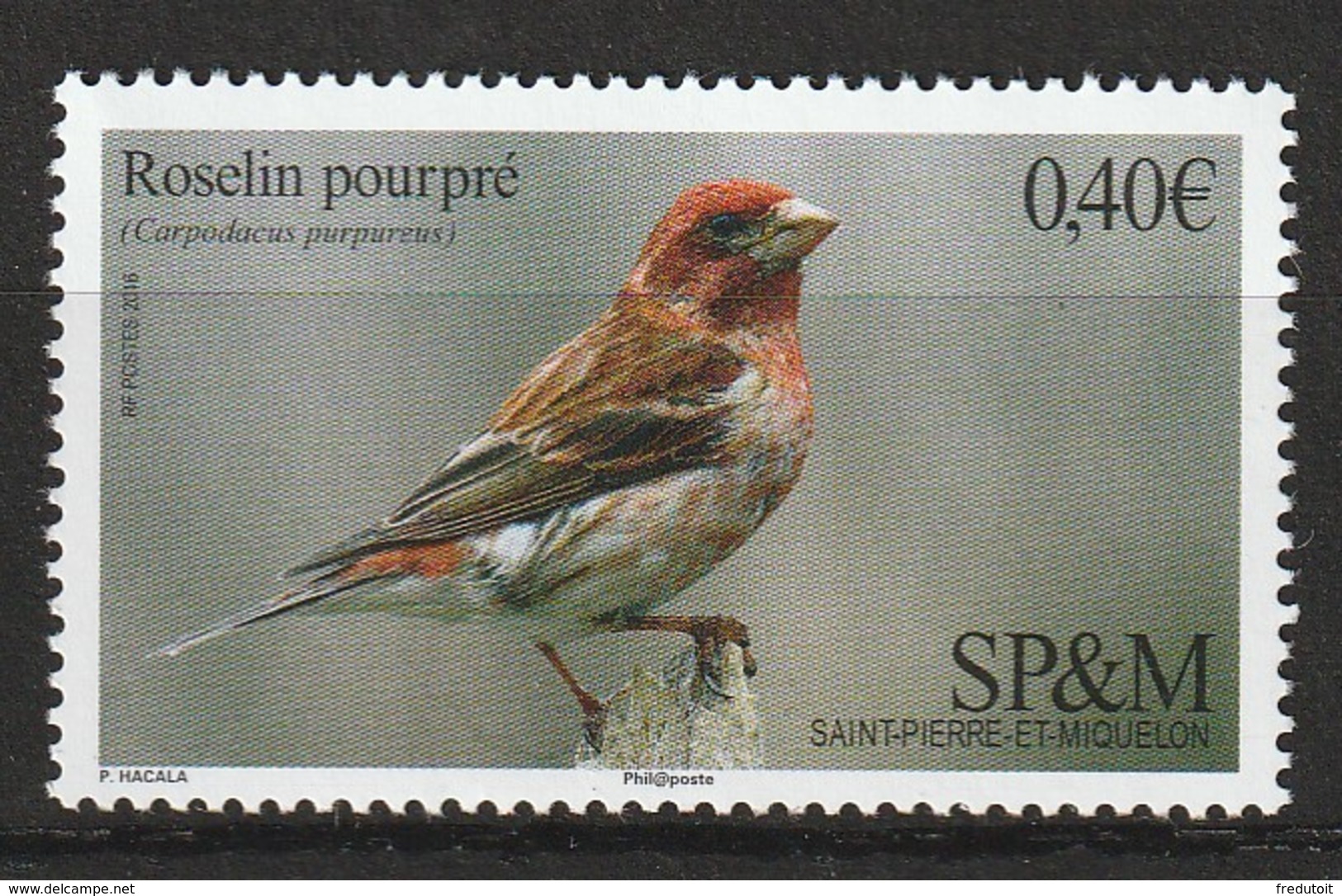 Saint Pierre Et Miquelon - N°1148 ** (2016) Oiseaux - Neufs