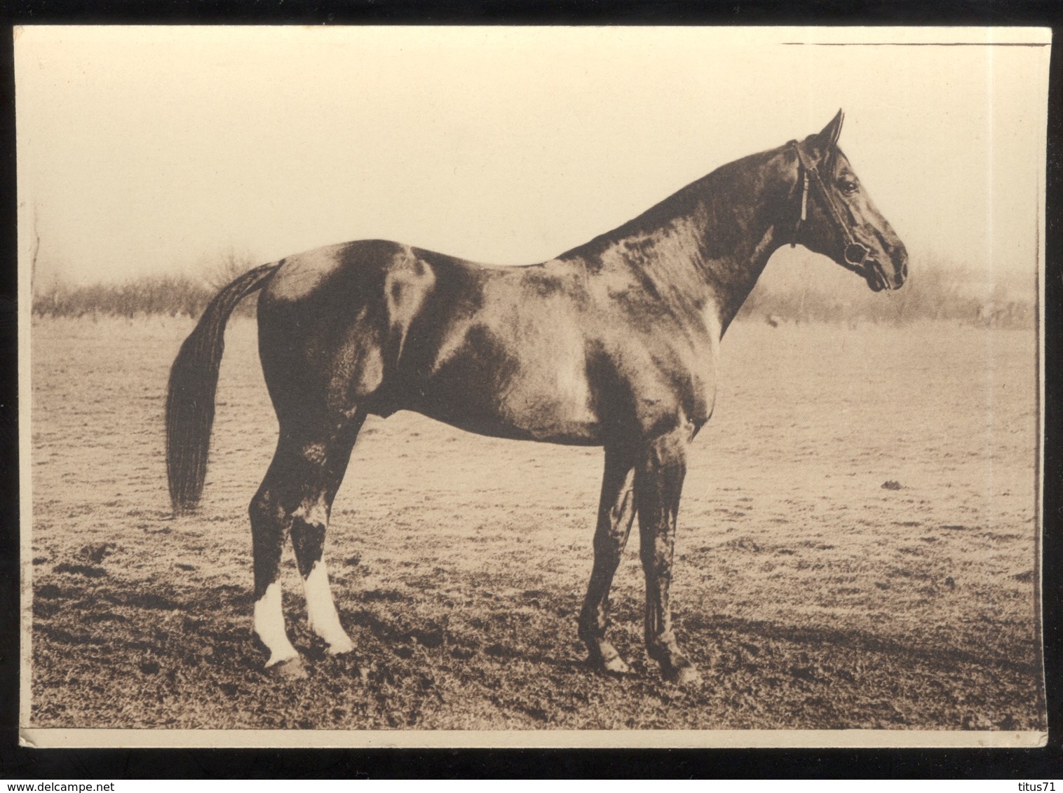 CPSM  Cluny - Haras De Cluny - Képi - Etalon Du Centre, Alezan - Type Selle - 1932 - Non  Circulée - Cluny