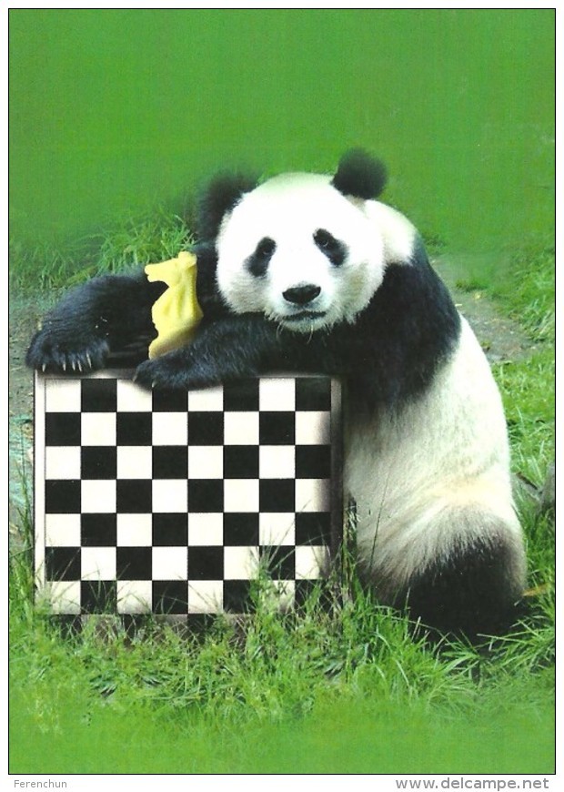 CHESS * SPORT * GIANT PANDA * BEAR * ANIMAL *  Caissa CCC 0140 * Hungary - Echecs