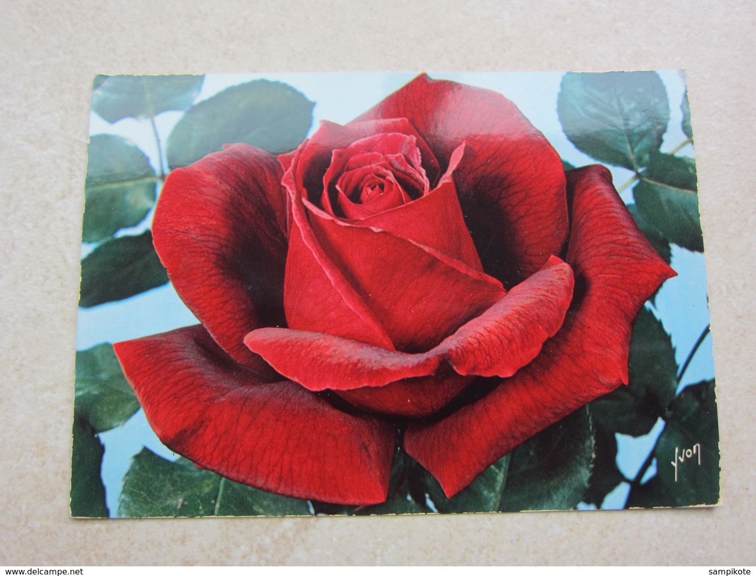 Carte Postale Rose Papa Meilland - Fleurs