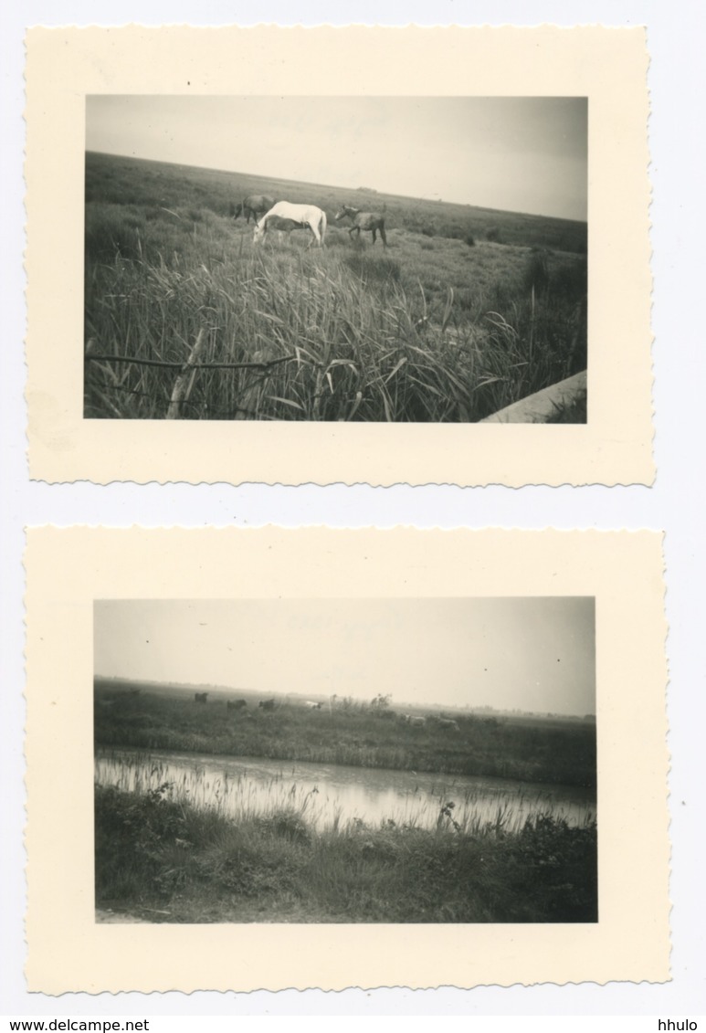 E207 Photographie Originale Ancienne CAMARGUE Chevaux Taureaux Route De Arles Marseille 1955 - Lieux